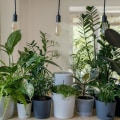 Eco-Friendly Home Improvement: Best Indoor Plants for Effective Air Filtering and Purification