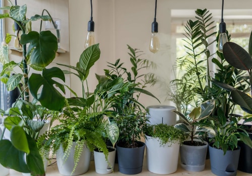 Eco-Friendly Home Improvement: Best Indoor Plants for Effective Air Filtering and Purification